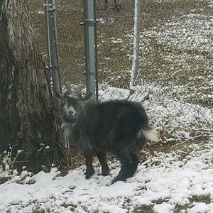 Meet your Posher, Dina